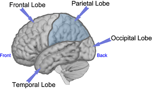 Figure 1 - Side view of the left side of the brain, with labels showing each of the lobes of the brain.