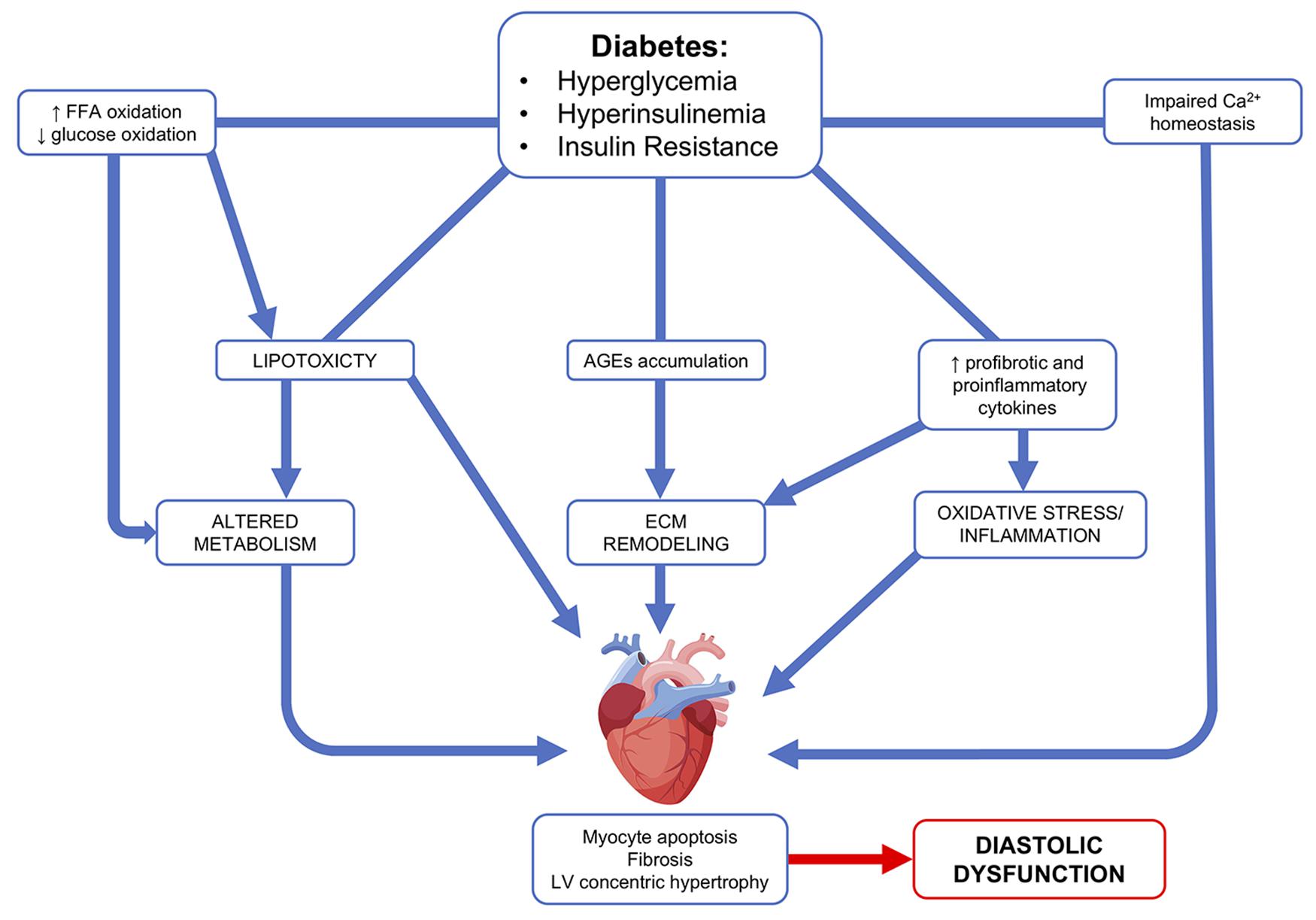 latest research diabetic cardiomyopathy