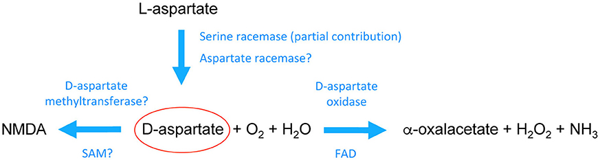 nmda d-aspartic acid