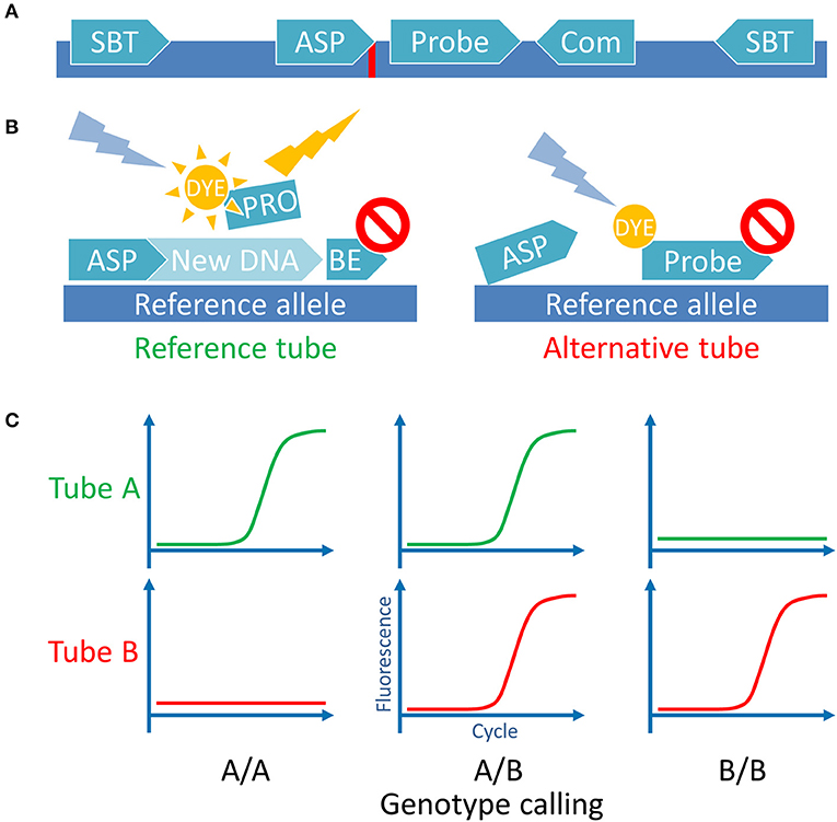 Characterization of the novel HLA‐B*46:41N allele - Zheng - 2020