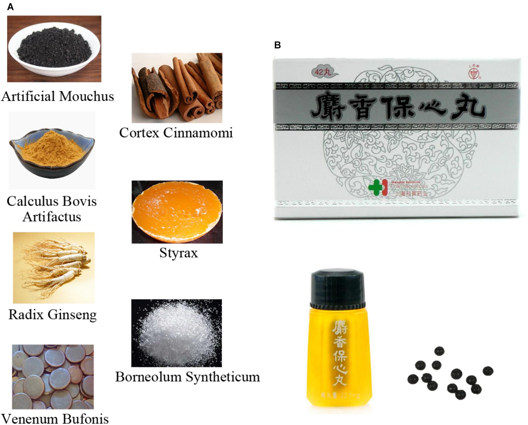 Frontiers Shexiang Baoxin Pill Derived From the Traditional