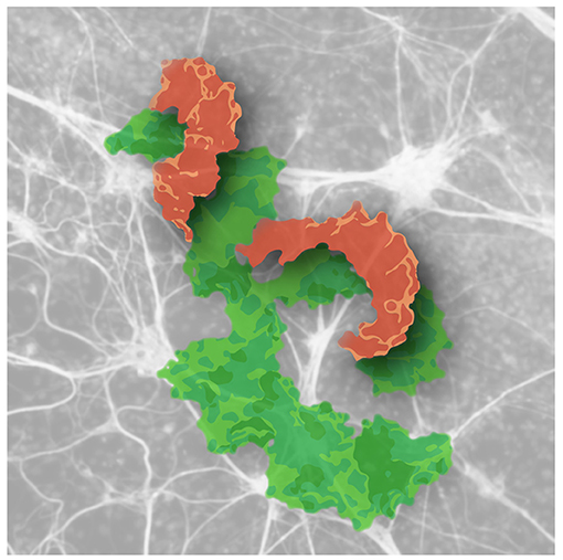 Figure 1 - MicroRNAs wrap around their target genes and block their functioning.