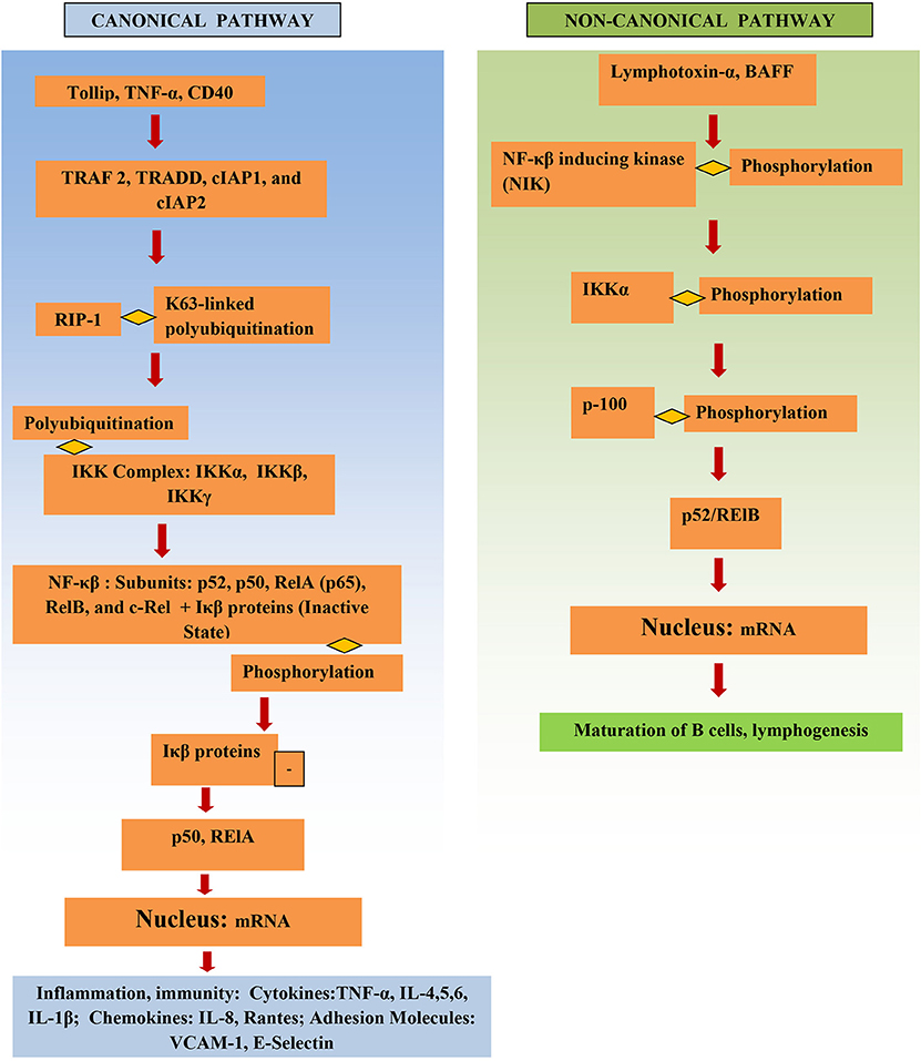 Frontiers | Regulation of Nuclear Factor Kappa-Light-Chain-Enhancer Activated (NF-κβ) in Inflammatory Bowel Diseases