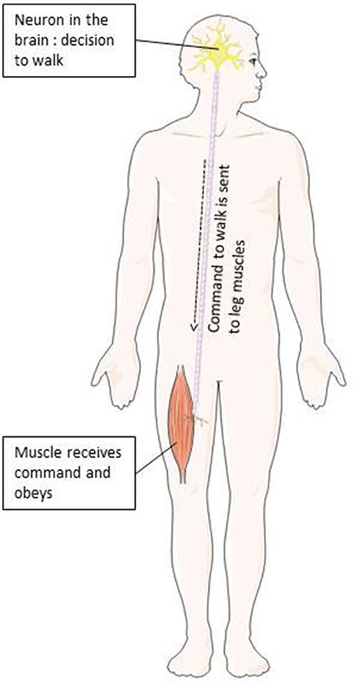 Figure 2 - Neurons located in the brain and spinal cord send commands to the body through the axons of neurons.