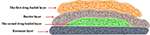 www.frontiersin.org