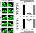 Frontiers | Multiple Mechanisms Driving F-actin-Dependent Transport of ...