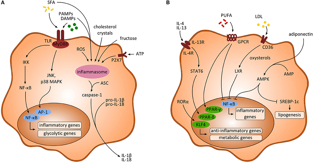 Frontiers The implication of neutrophil extracellular traps in nonalcoholic fatty liver disease