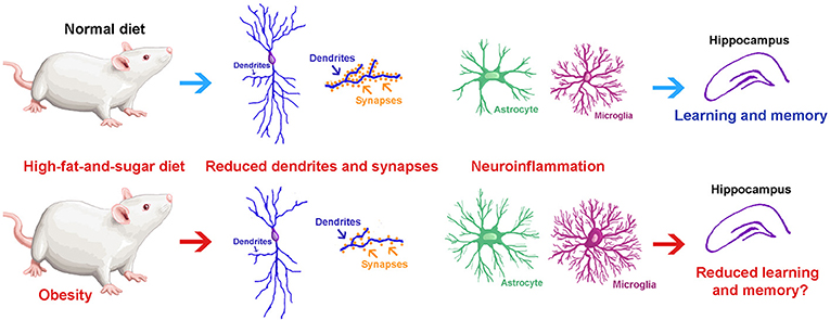 Figure 2 - We studied what happens to the hippocampus after rats ate a high-fat-and-sugar diet for 7 days (bottom half) and compared it to rats eating a normal diet (upper half): (1) Neurons have fewer, shorter, and thinner dendrites; (2) Neurons had fewer synapses; and (3) Glial cells became activated by inflammation in the brain.