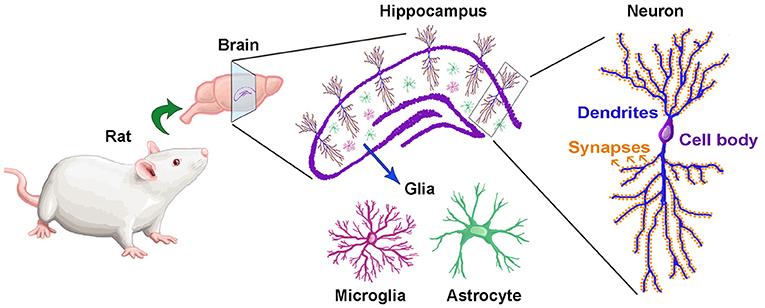 Figure 1 - The hippocampus is the brain region where memories are made and stored.