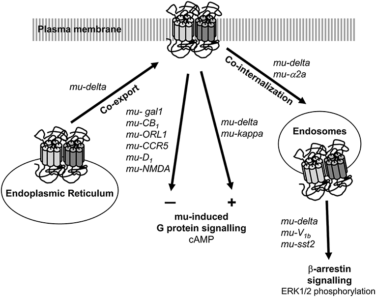 Frontiers Heteromerization Modulates Mu Opioid Receptor Functional Properties In Vivo Pharmacology