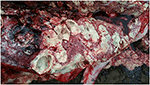 www.frontiersin.org