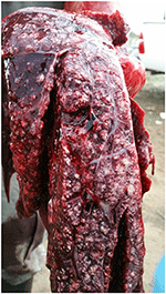 www.frontiersin.org