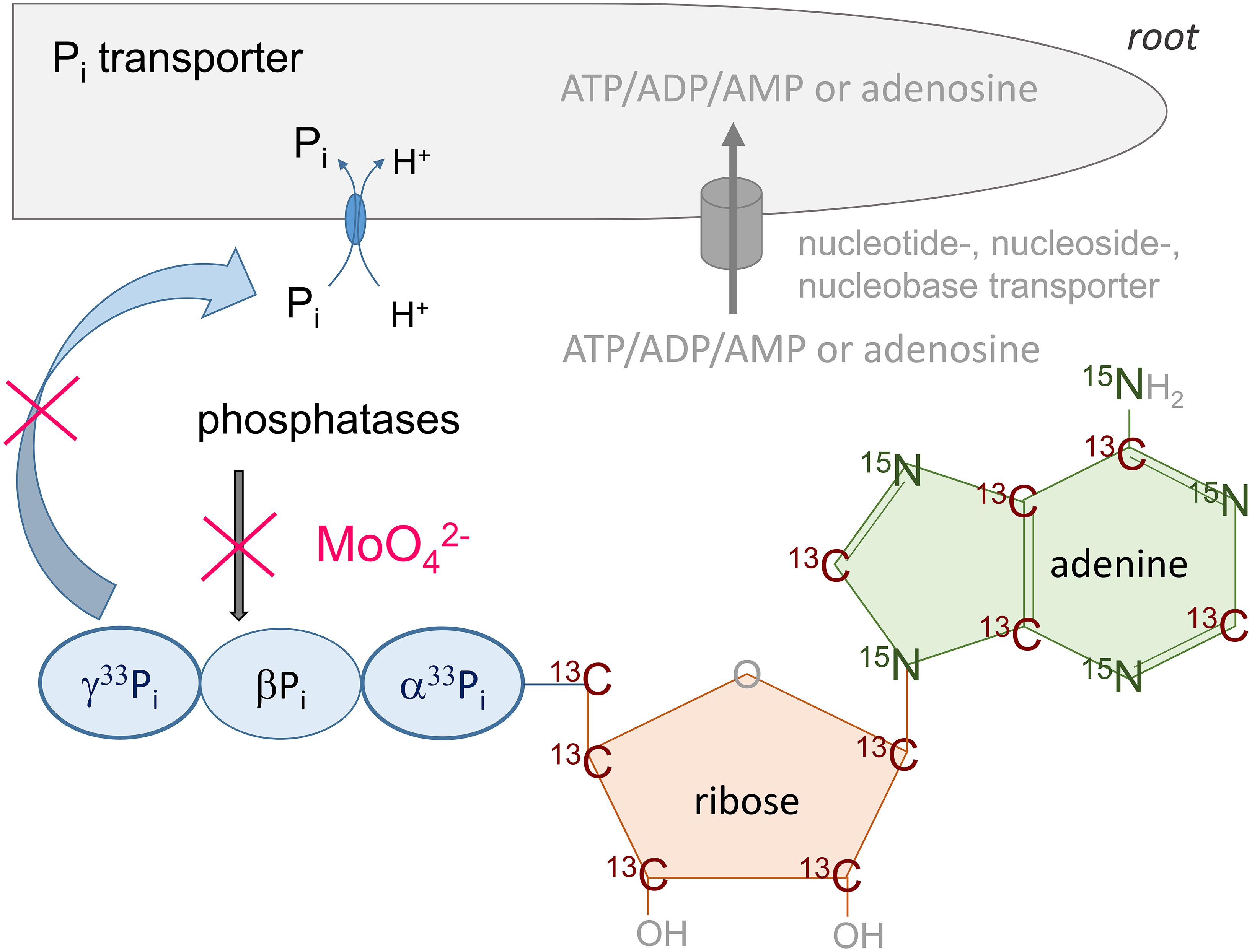 phosphorus atom project