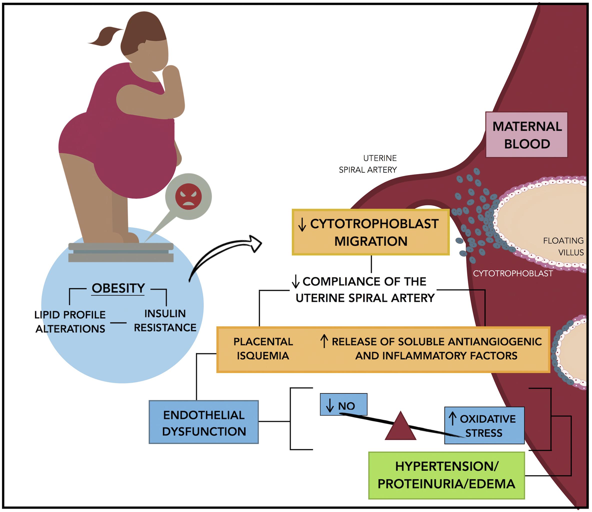 Frontiers Obesity And Preeclampsia Common Pathophysiological