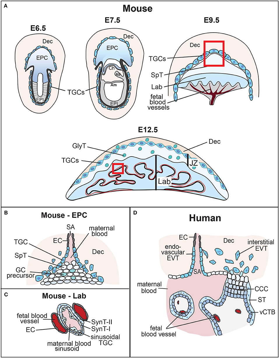 Placental Size Chart