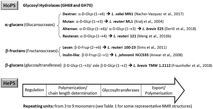 An Exopolysaccharide-Deficient Mutant of Lactobacillus rhamnosus