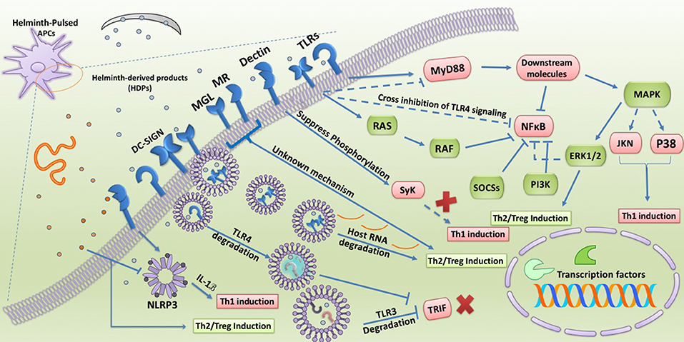 helminthiasis ad