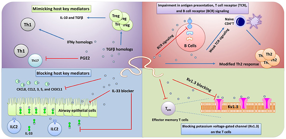 helminths host immune regulation cum arată condilomul pe buzele mici