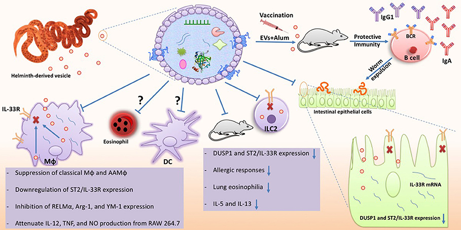 parasitic helminth interactions