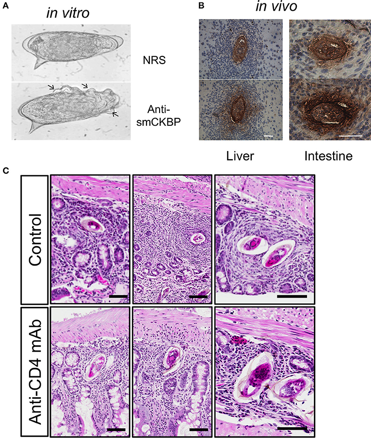 papillomavirus et urticaire de ce apar condiloamele