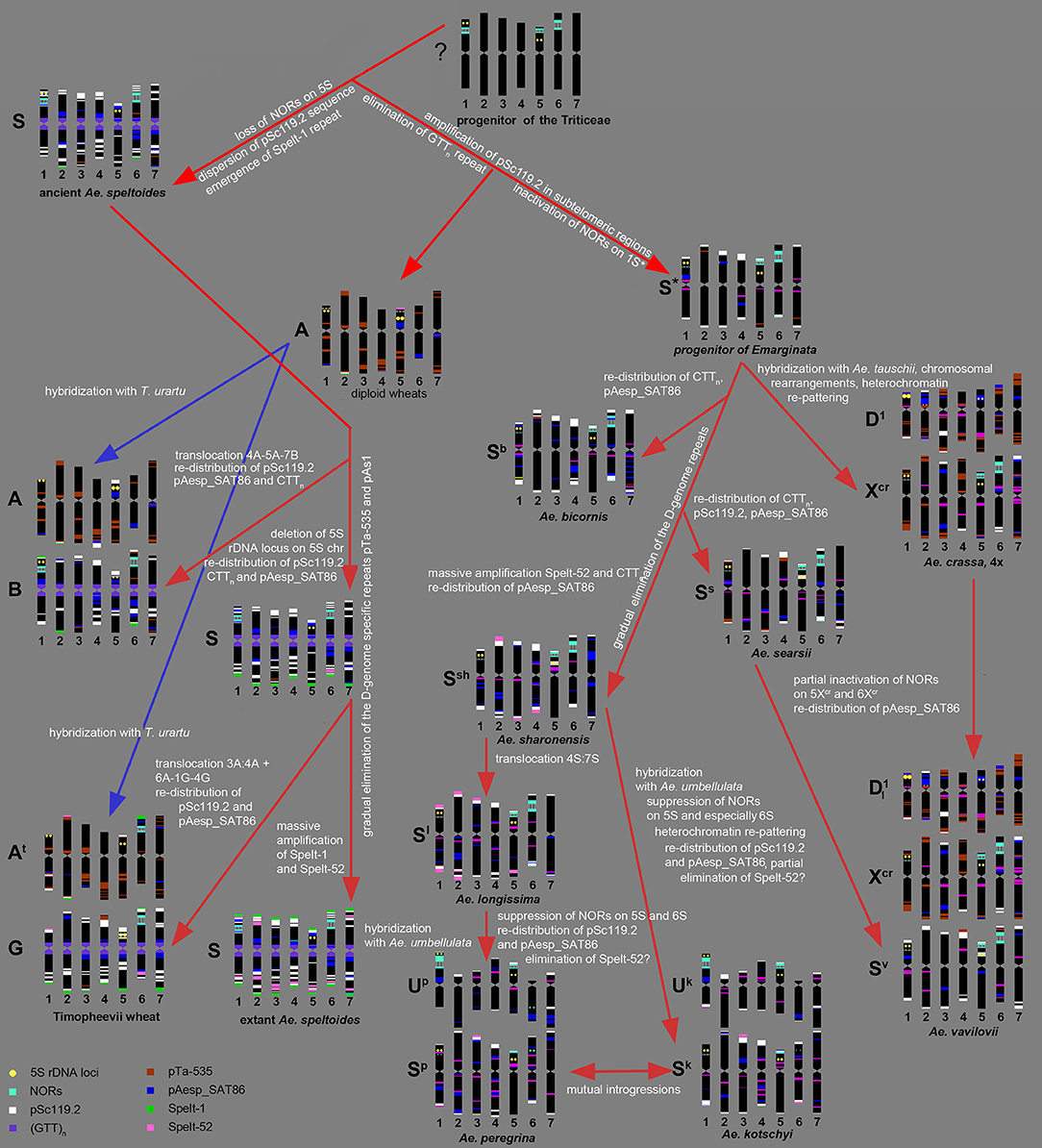 Frontiers Evolution Of The S Genomes In Triticum Aegilops Alliance Evidences From Chromosome Analysis Plant Science