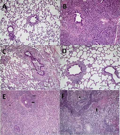 Frontiers  Bordetella bronchiseptica Colonization Limits Efficacy, but