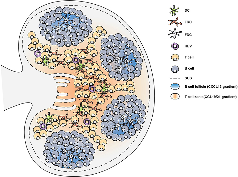 Frontiers Regulation Of The Germinal Center Response Immunology