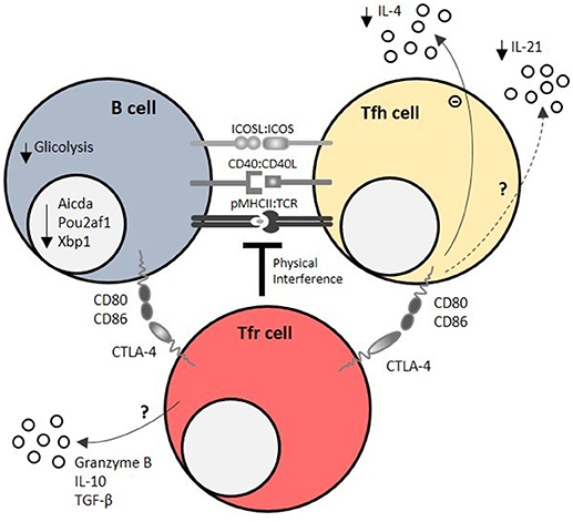 Frontiers Regulation Of The Germinal Center Response Immunology