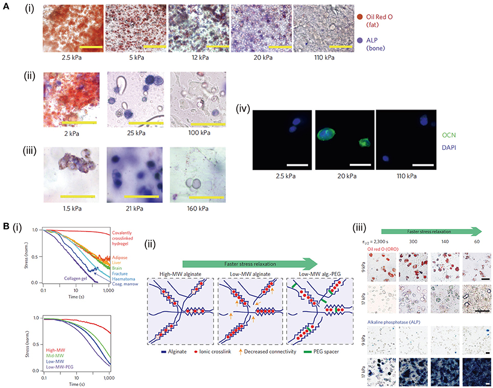 Ionically and Enzymatically Dual Cross-Linked Oxidized Alginate