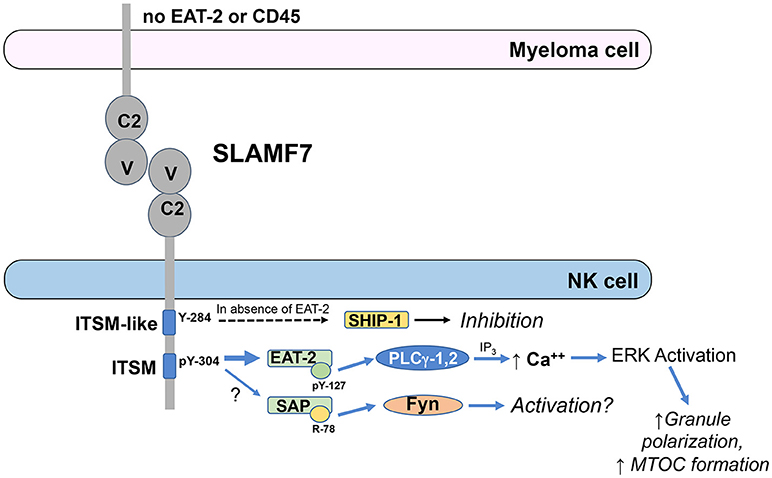 RARγ activation sensitizes human myeloma cells to carfilzomib