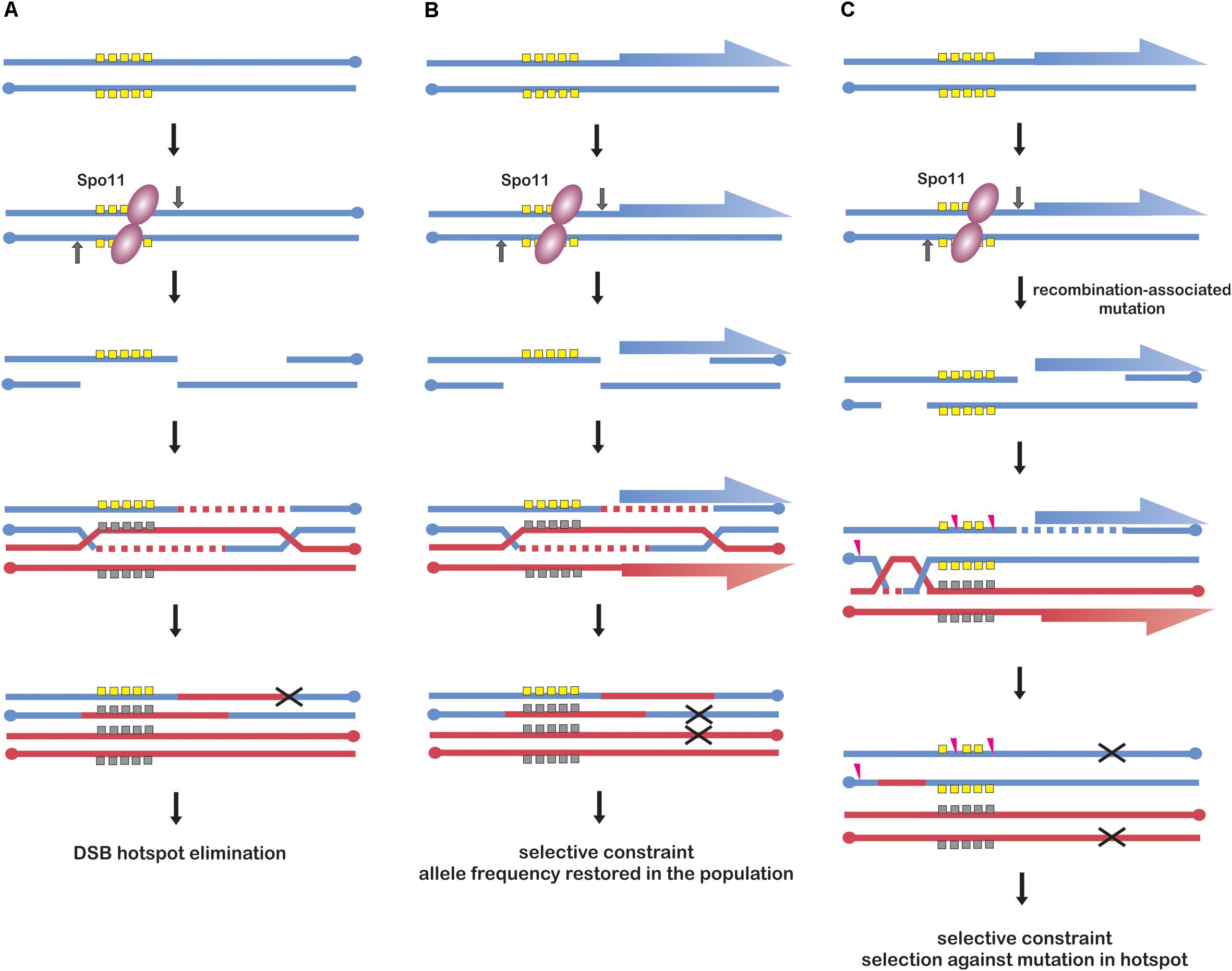 Where to Cross Over? Defining Crossover Sites in Plants Biology Diagrams