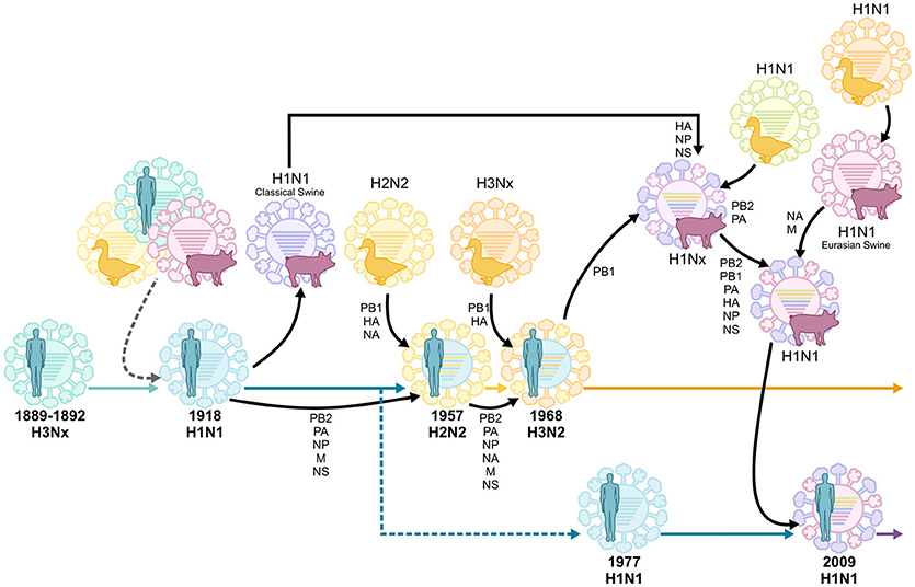 Frontiers Back To The Future Lessons Learned From The 1918 Influenza Pandemic Cellular And Infection Microbiology