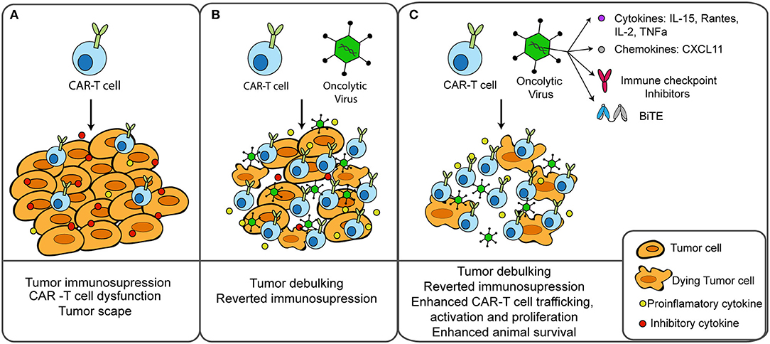 mesothelioma progression of disease