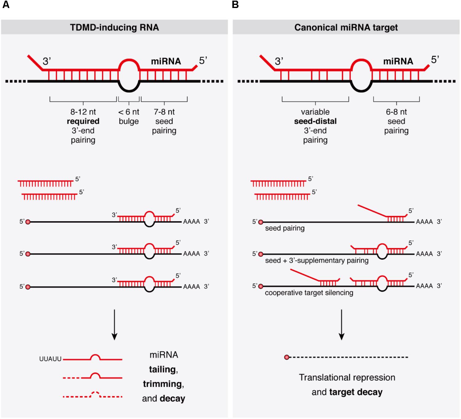 Frontiers Target Rnas Strike Back On Micrornas Genetics