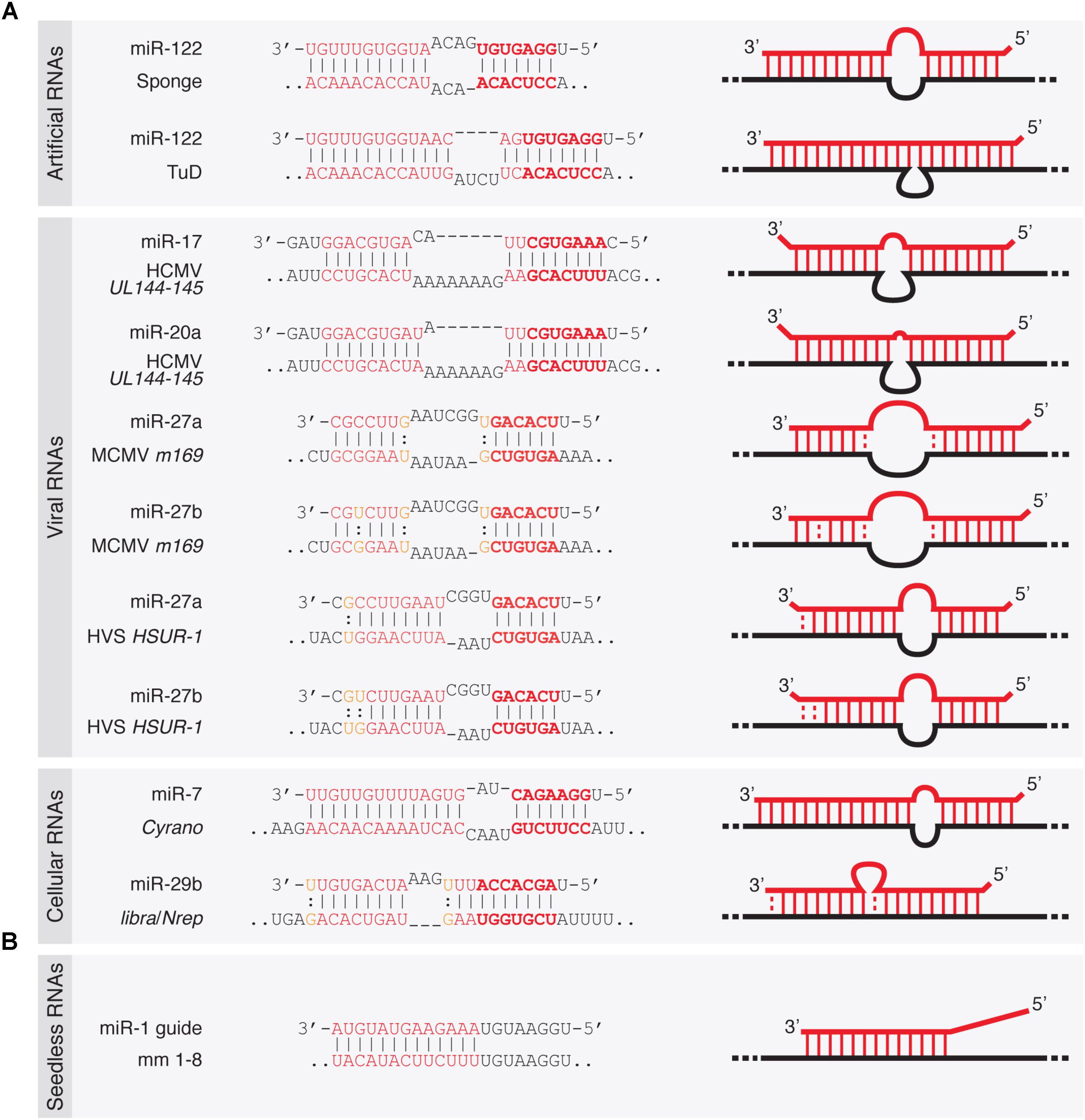 Frontiers Target Rnas Strike Back On Micrornas Genetics