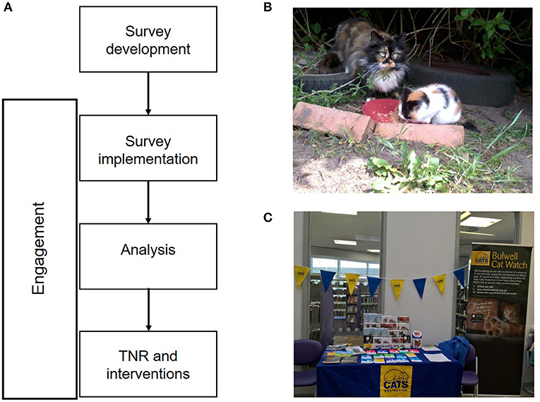 Help Community Cats: A Step-by-Step Guide to Trap-Neuter Return