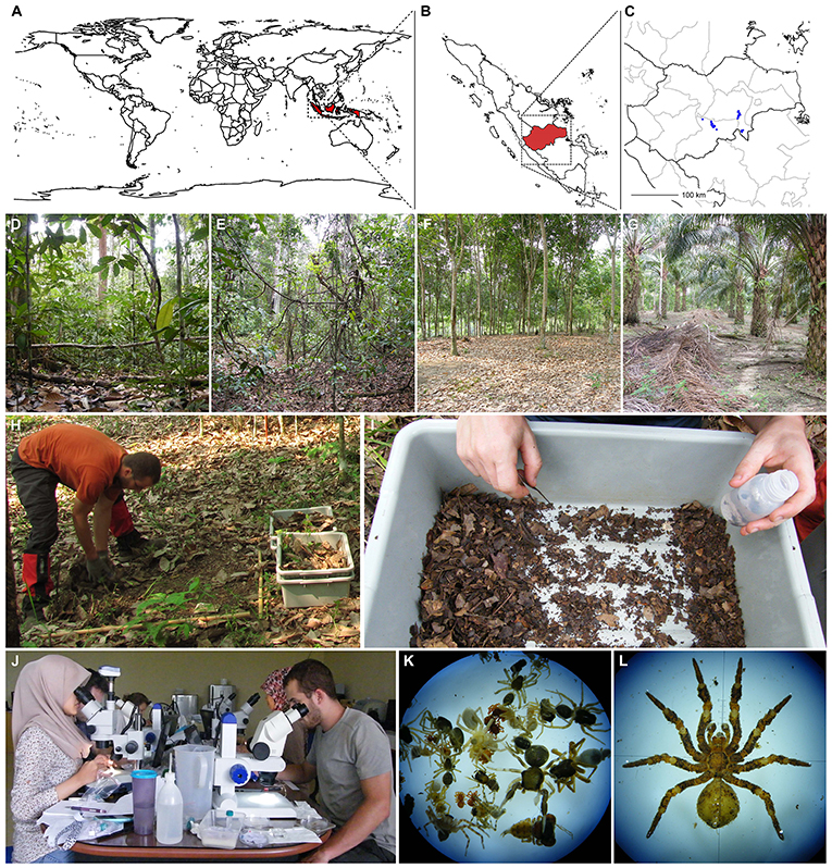 Figure 1 - What did we do and how did we do it? Our study was conducted in Indonesia, in red (A), on the island of Sumatra (B), in the Jambi Province, in red.