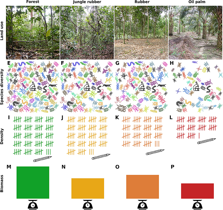 Figure 2 - What did we find? Across the four land-use systems, forest (A), jungle rubber (B), rubber plantations (C), and oil-palm plantations (D), we analyzed litter arthropod species diversity on three square meters per site (E–H), counted the number of arthropods per square-meter (density, I–L) and calculated arthropod biomass (M–P).