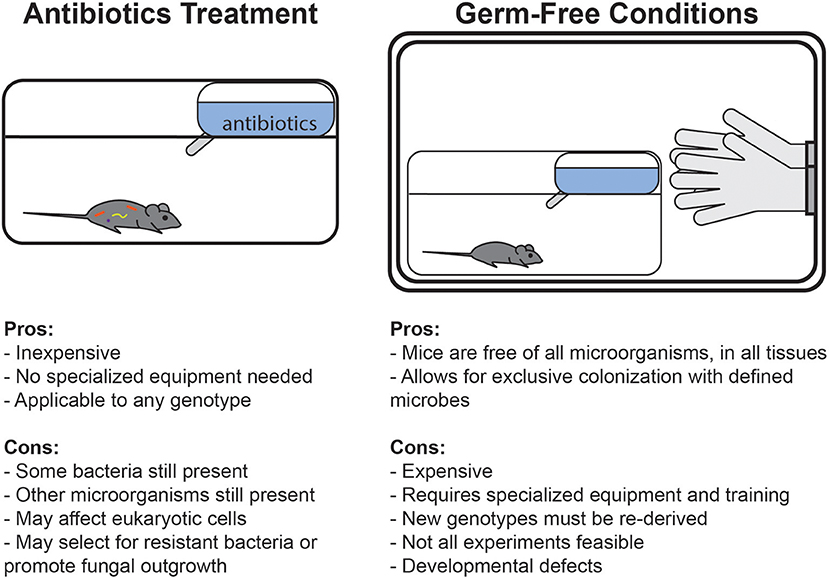Frontiers | Mouse Microbiota Models: Comparing Germ-Free Mice and  Antibiotics Treatment as Tools for Modifying Gut Bacteria