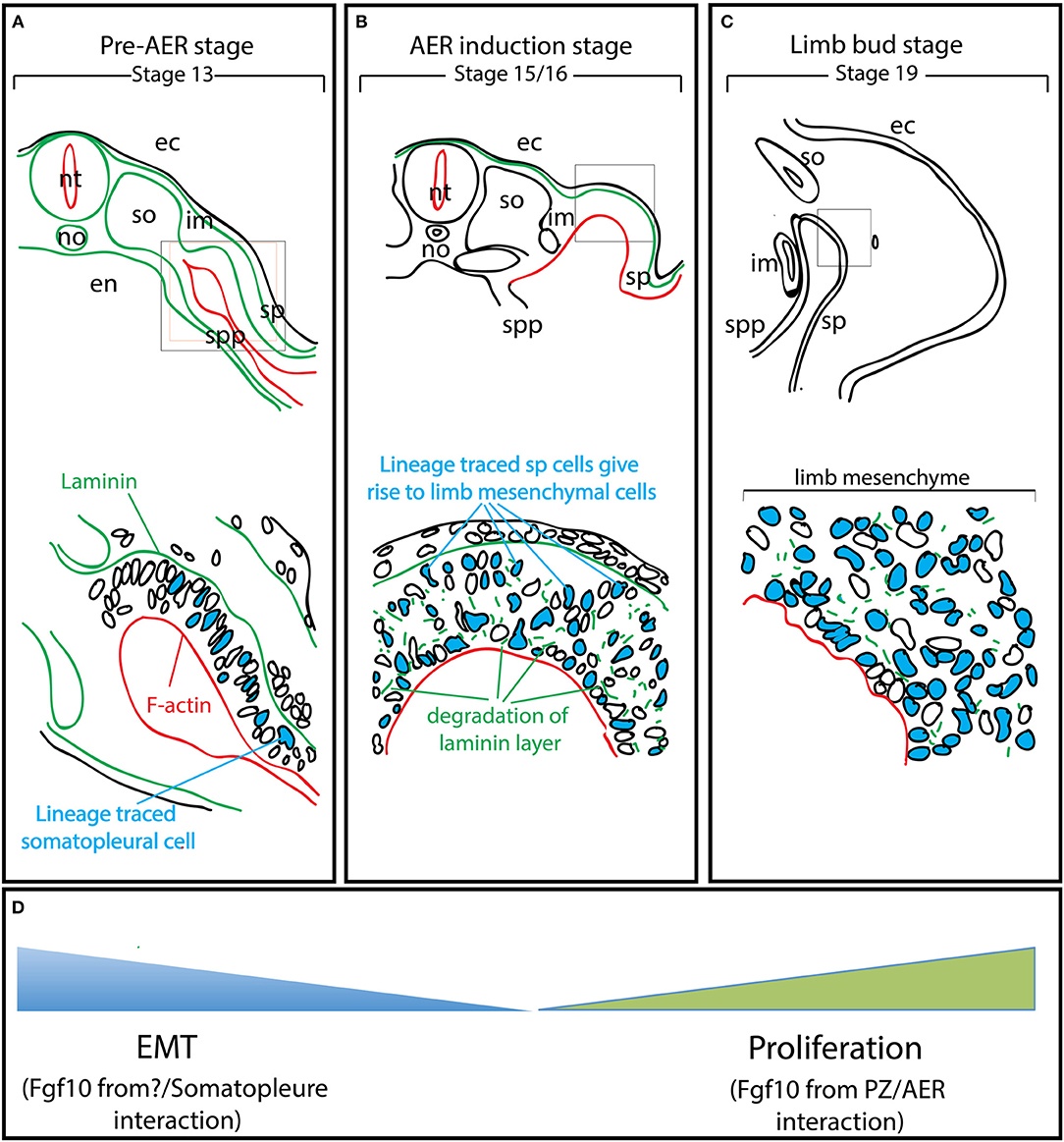 Frontiers | Fibroblast Growth Factor 10 and Vertebrate Limb Frontiers | Fibroblast Growth Factor 10 and Vertebrate Limb