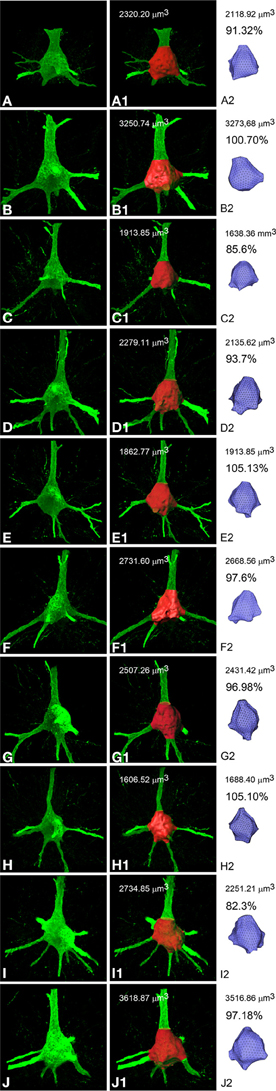 Frontiers  Neuronize: a tool for building realistic neuronal cell  morphologies