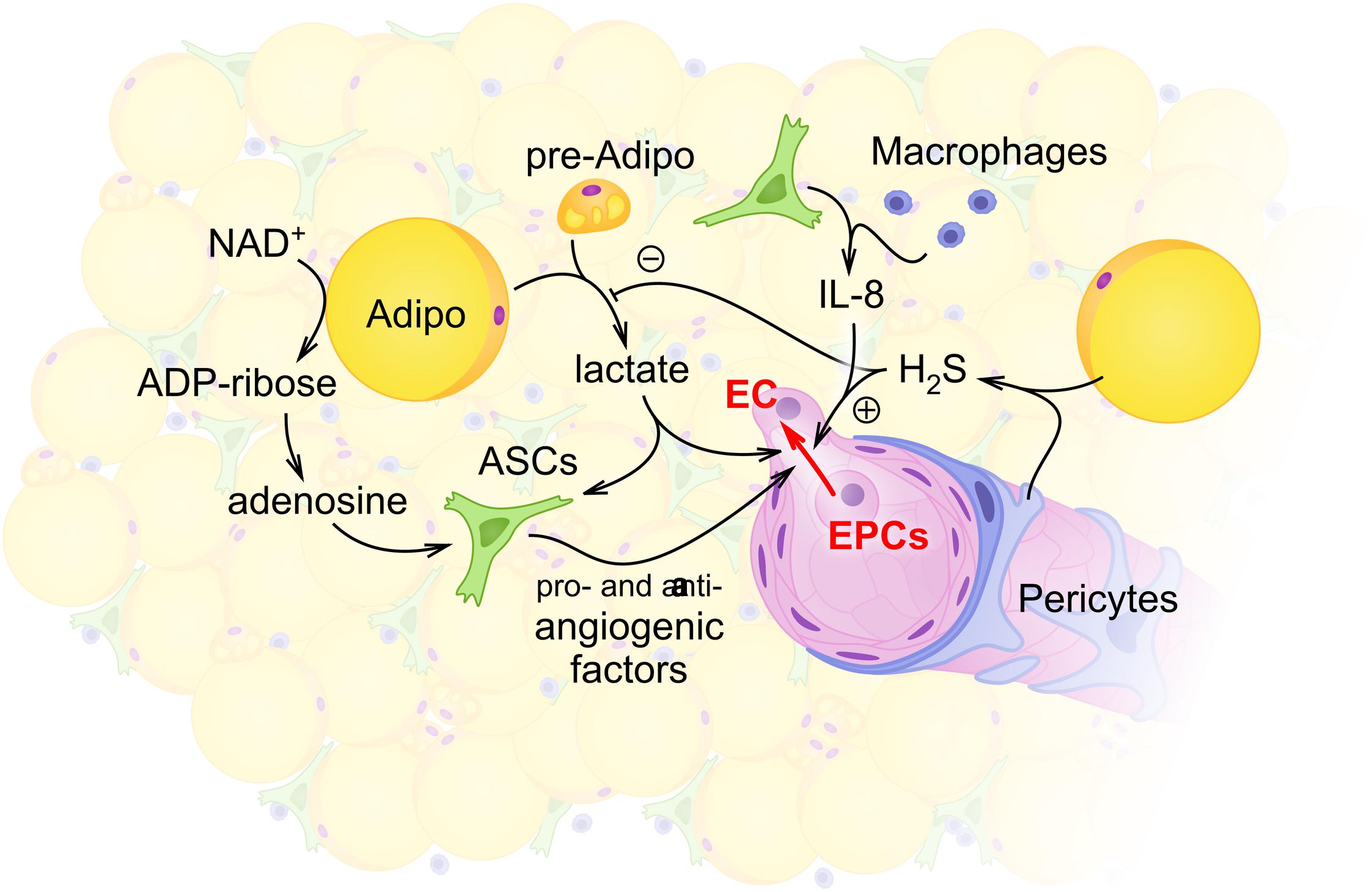 Rejse tiltale Tilskynde Bestemt Frontiers | Plasticity of Adipose Tissue-Derived Stem Cells and Regulation  of Angiogenesis | Physiology