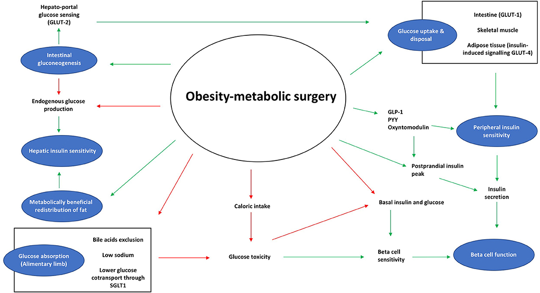 Frontiers Mechanisms Underlying Type 2 Diabetes Remission After