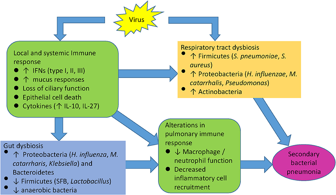 bacterial pneumonia cell