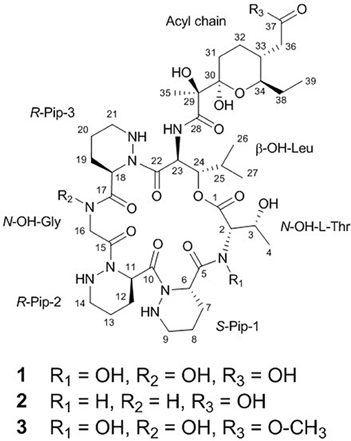 Frontiers Coculture Of Marine Streptomyces Sp With Bacillus Sp Produces A New Piperazic Acid Bearing Cyclic Peptide Chemistry
