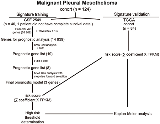 testicular mesothelioma symptoms