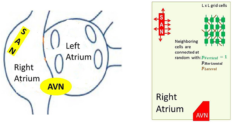 www.frontiersin.org