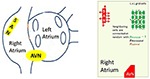 www.frontiersin.org