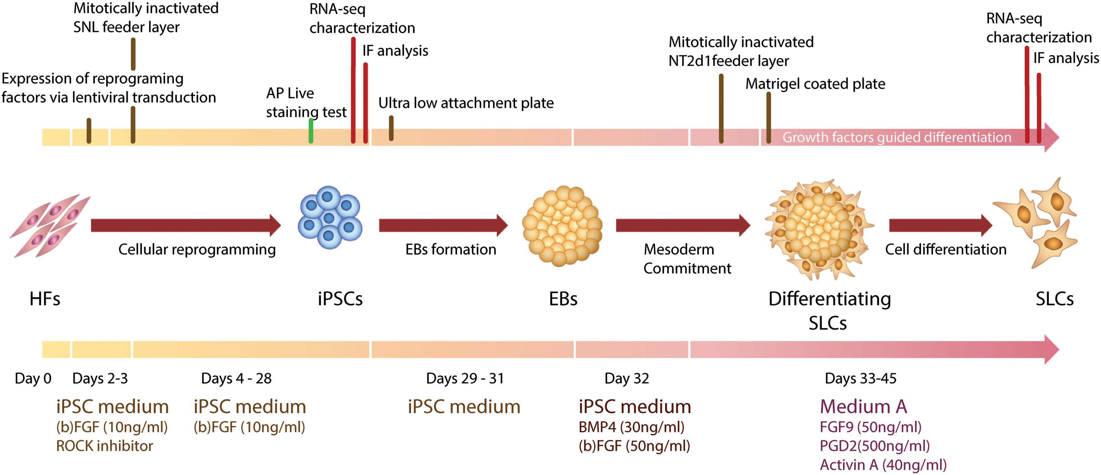 Addgene: Pax2