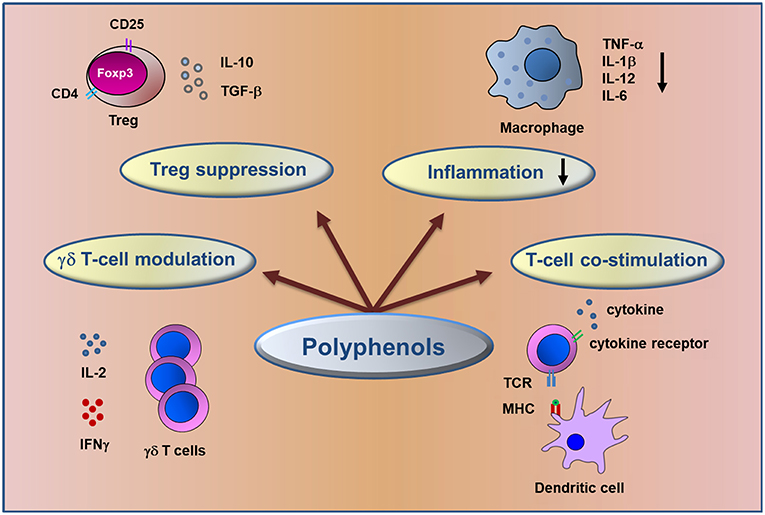 Polyphenols and immune system support